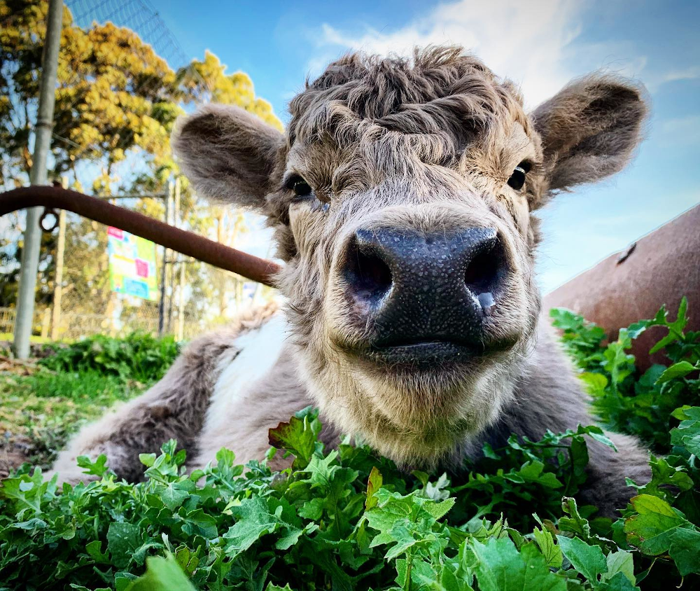 calf-at-hahndorf-farm-barn