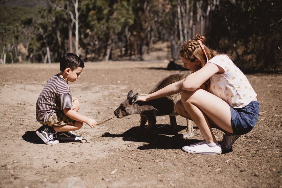 Cleland Wildlife Park open again