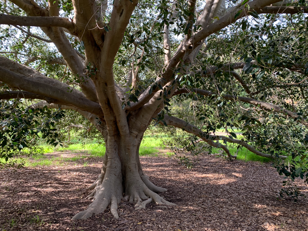 waitearboretum