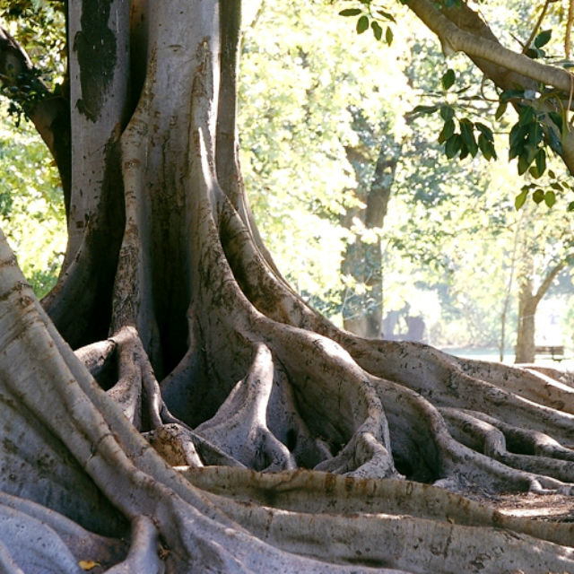 botanic park climbing tree