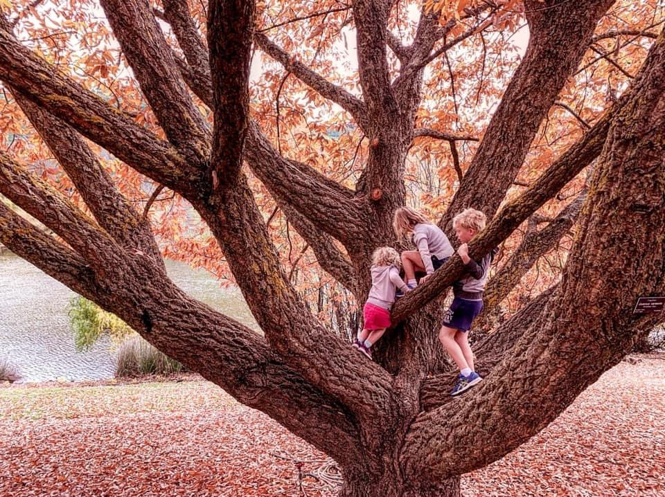 climbing tree mt lofty