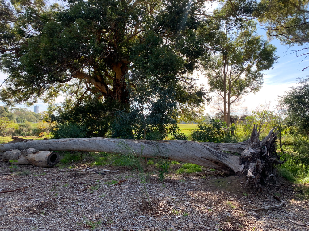 vic park fallen log