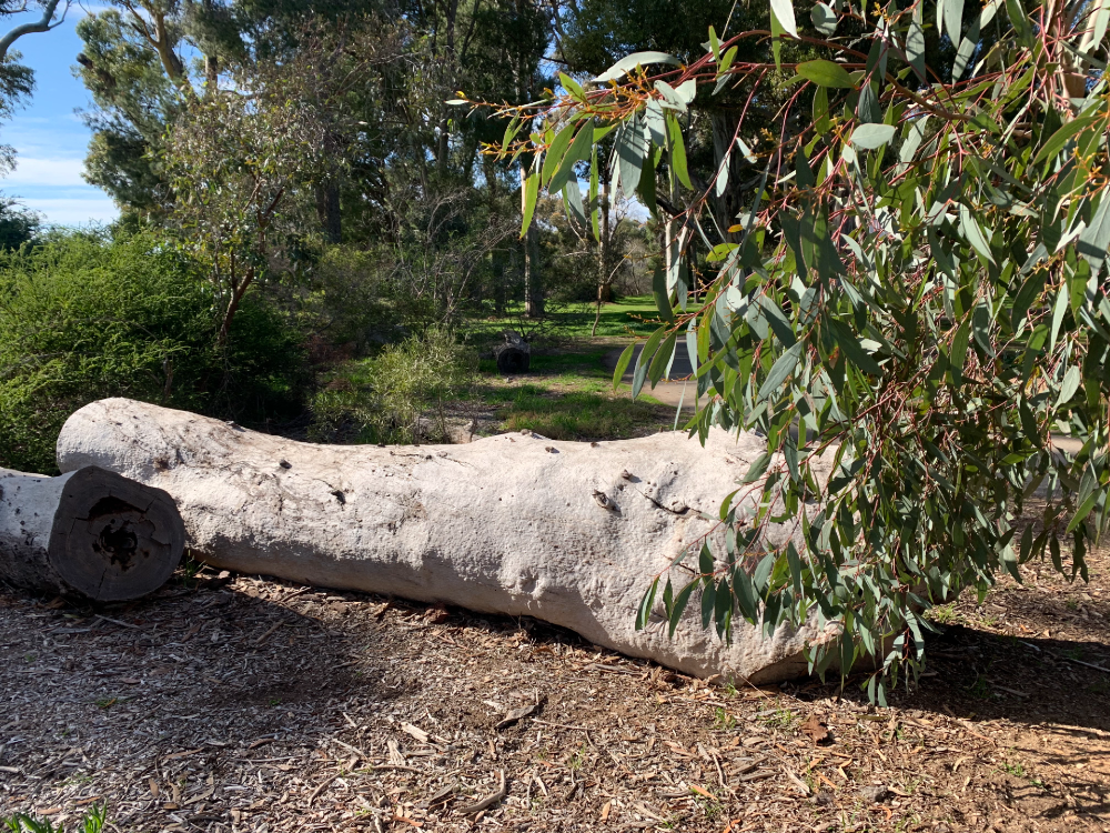 fallen log vic park 3