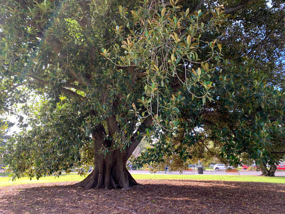 hurtle square climbing tree