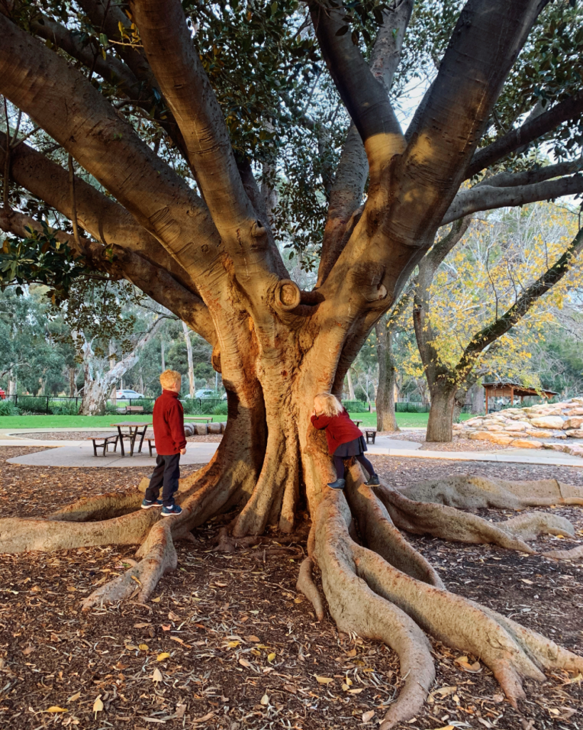 marshmallow park tree