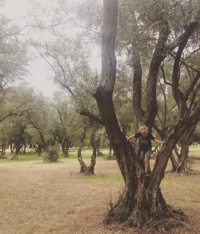 olive grove climbing tree