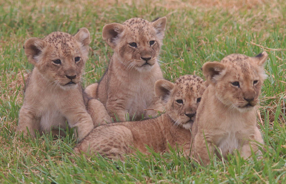 lion cubs monarto