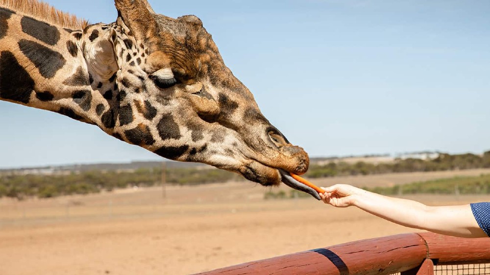 monarto safari park