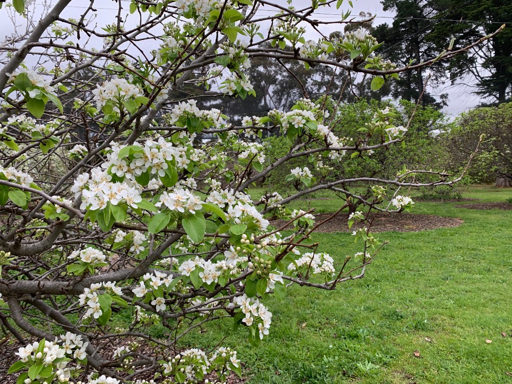 carrick hill orchard