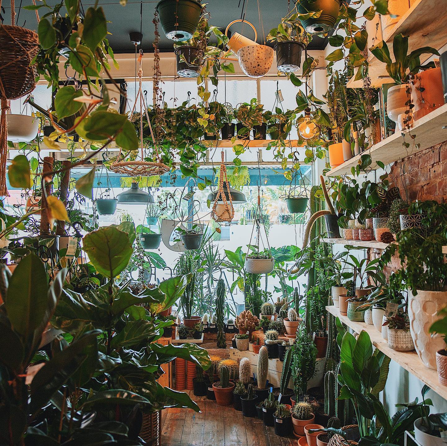 Stonecrop Popup Plant Store At The Adelaide Central Market KIDDO Mag