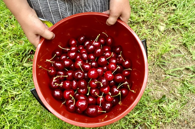 cherry picking adelaide