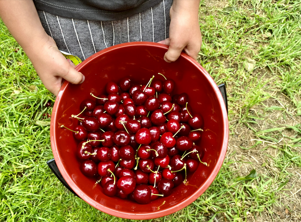 cherry picking fleurieu