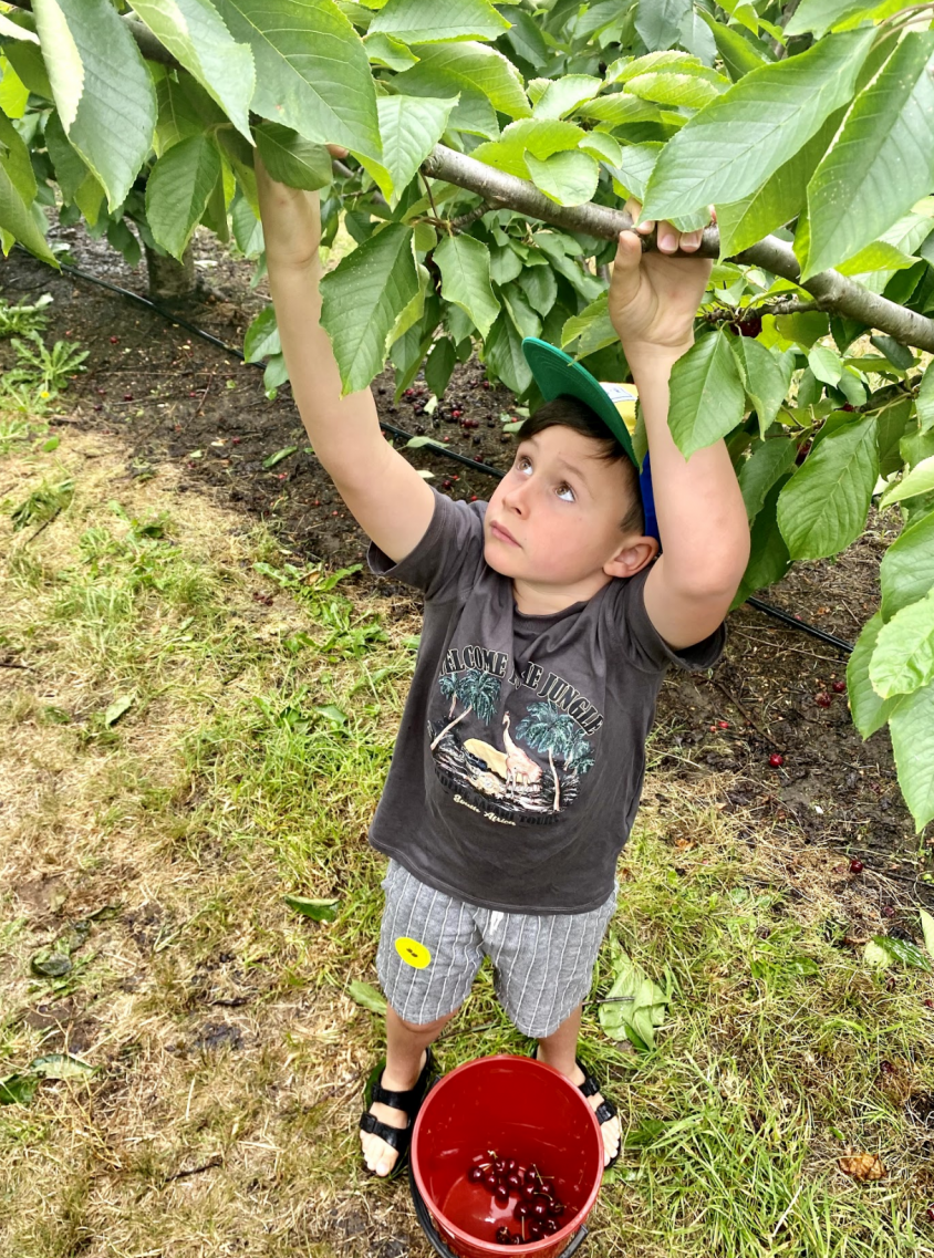 cherry picking adelaide