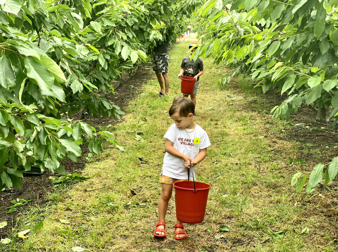 cherry picking fleurieu