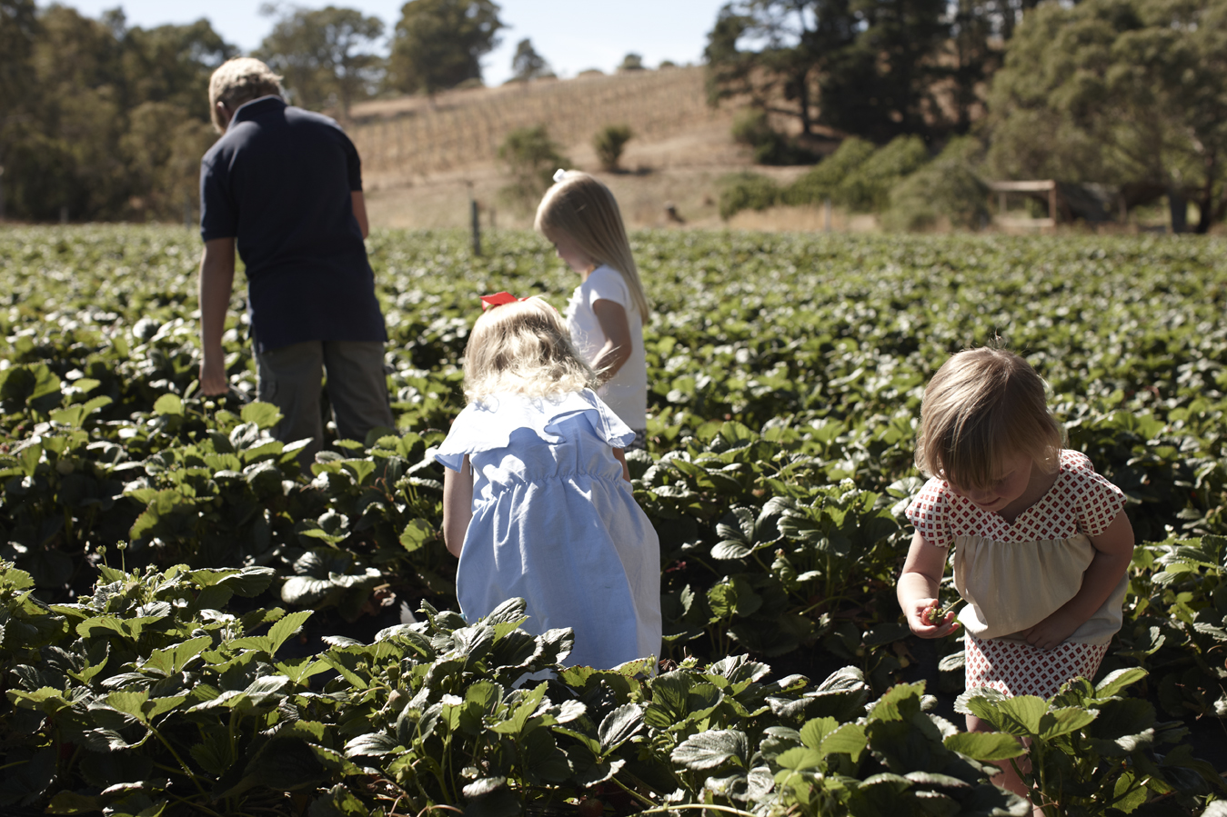 strawberry picking beerenberg