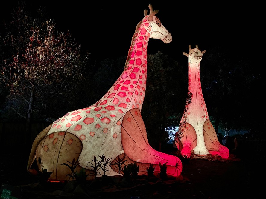 light creatures adelaide zoo