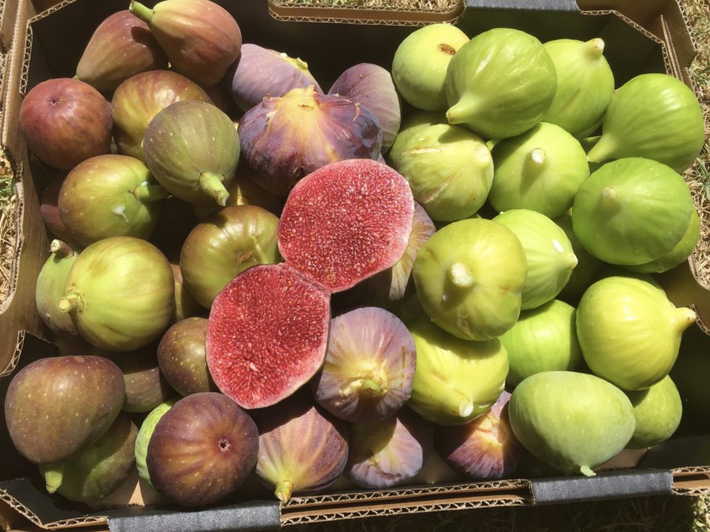 Pick your own figs