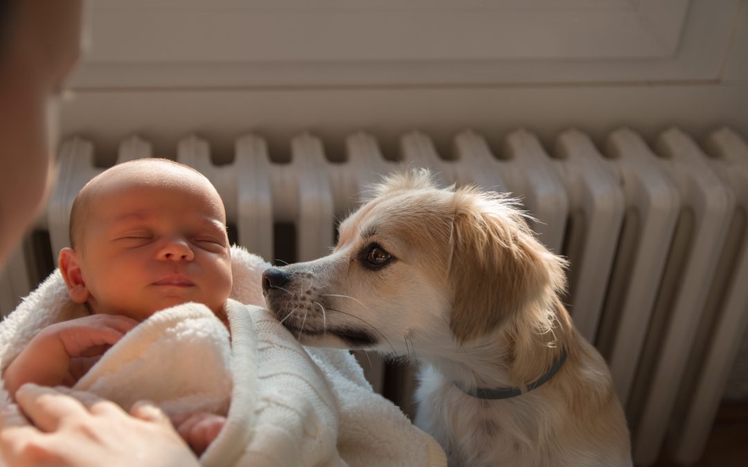 How to introduce your newborn to your fur-babies
