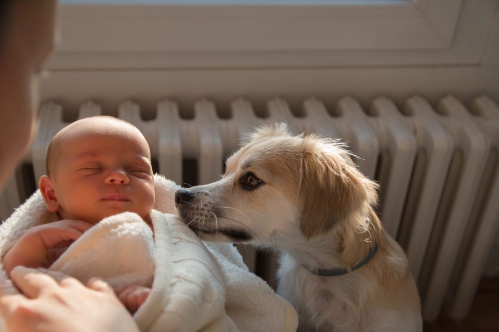 introducing your dog to your newborn