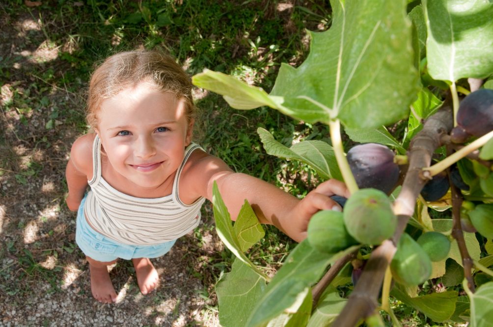 pick your own figs adelaide