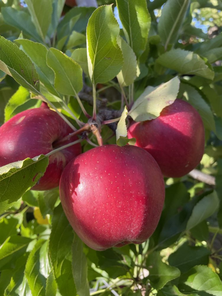 apple picking