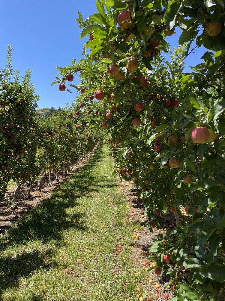 Lenswood apple picking