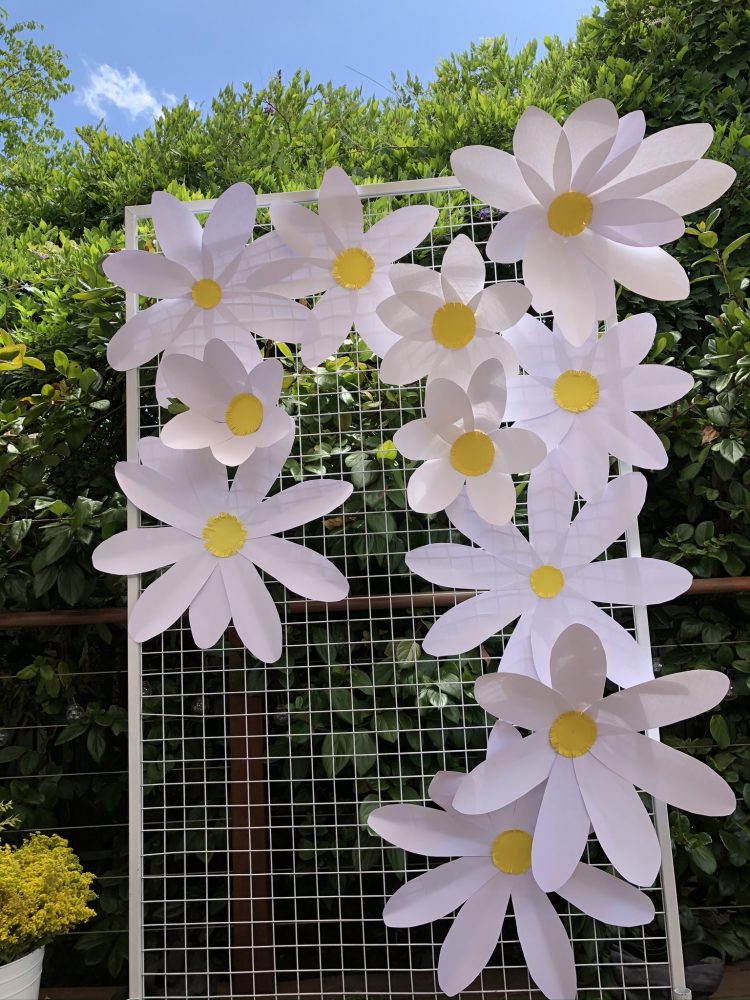 jumbo daisies